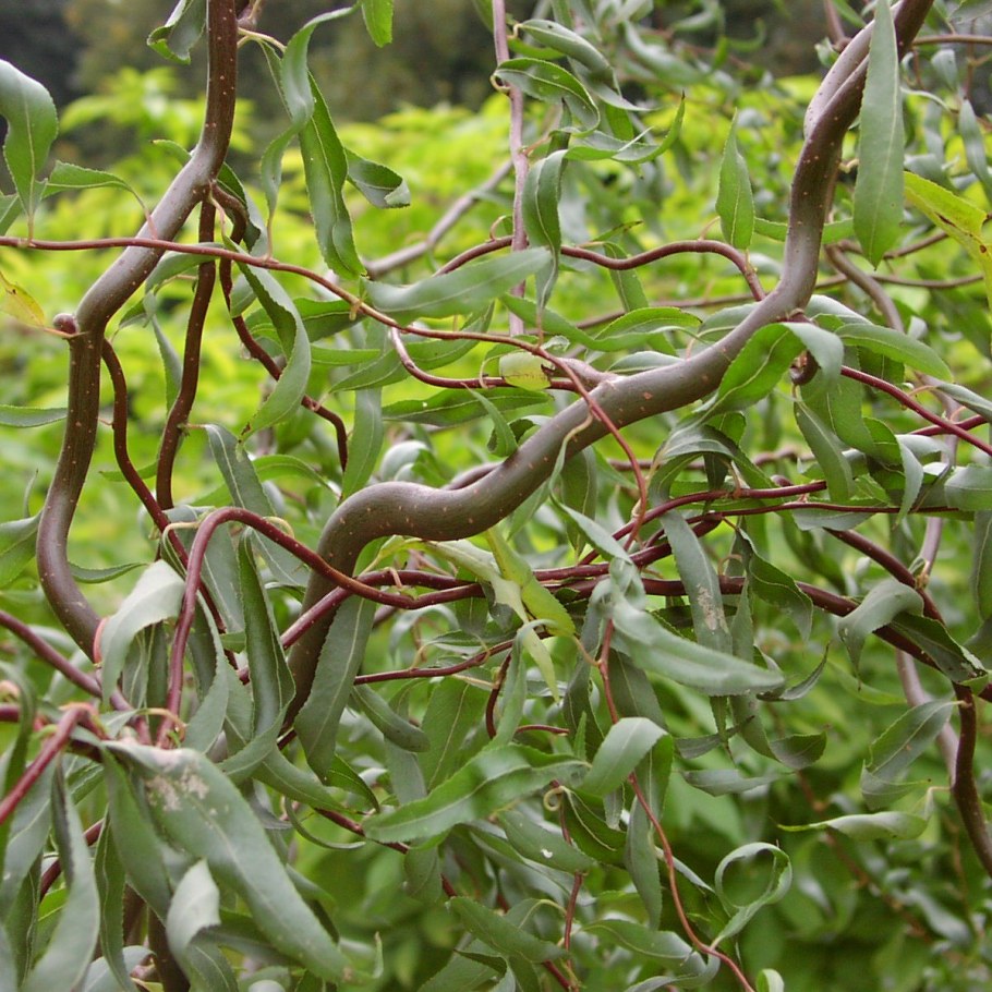 Ива Вавилонская Тортуоза