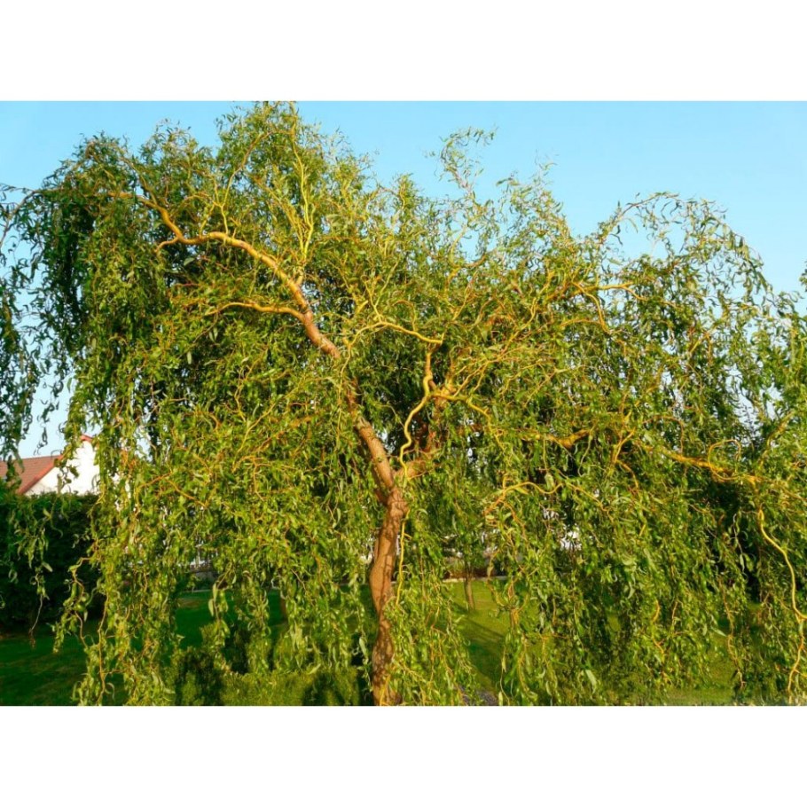 Ива Матсудана Эритрофлексуоза