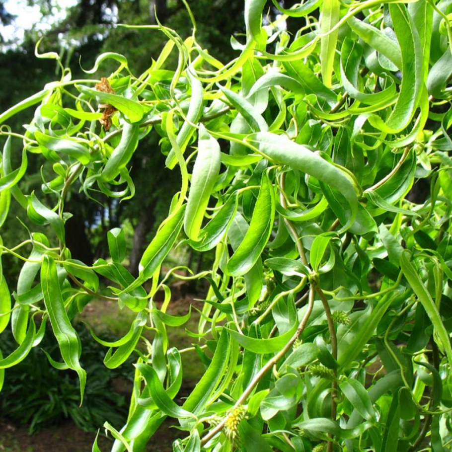 Ива Вавилонская Тортуоза