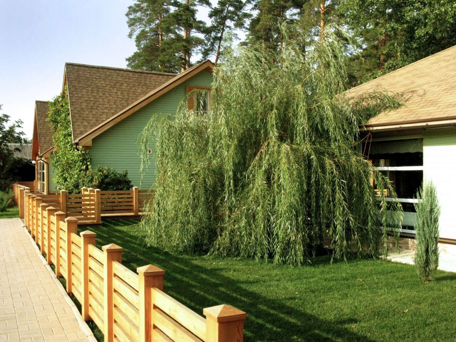 Ива Вавилонская плакучая