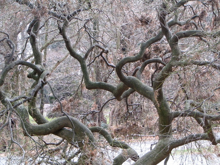 Ива плакучая Матсудана