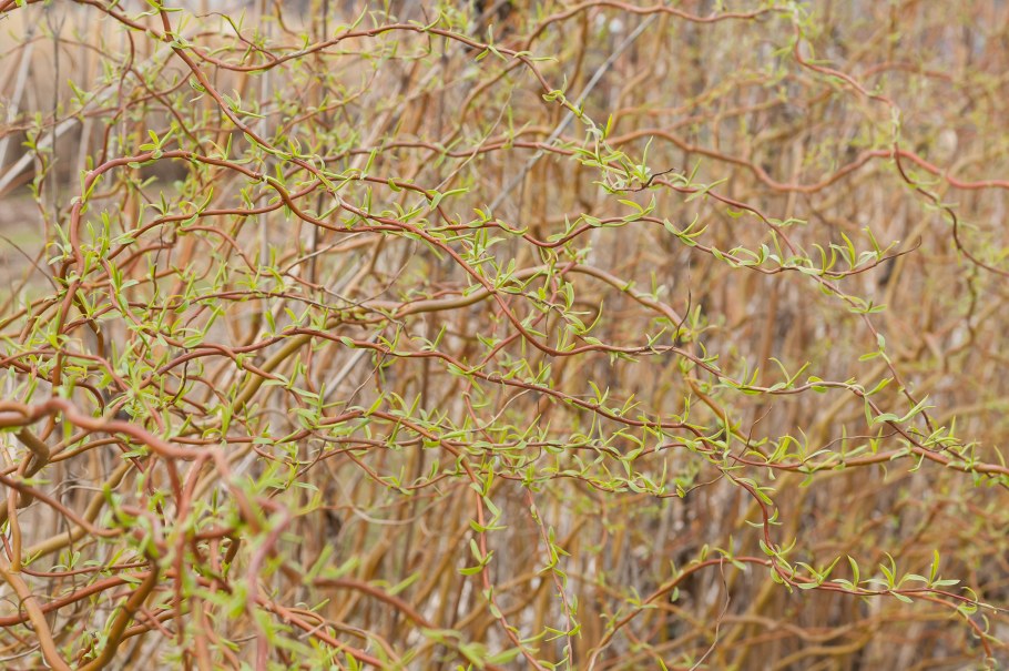 Ива Матсудана Вавилонская