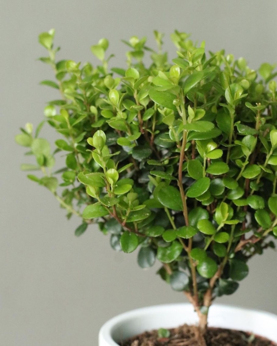 Мирсина Африканская штамбовая