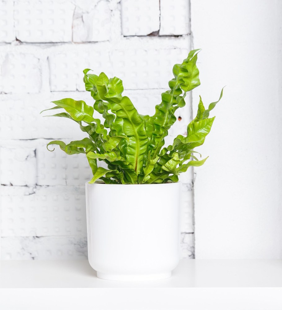 Асплениум 12 30