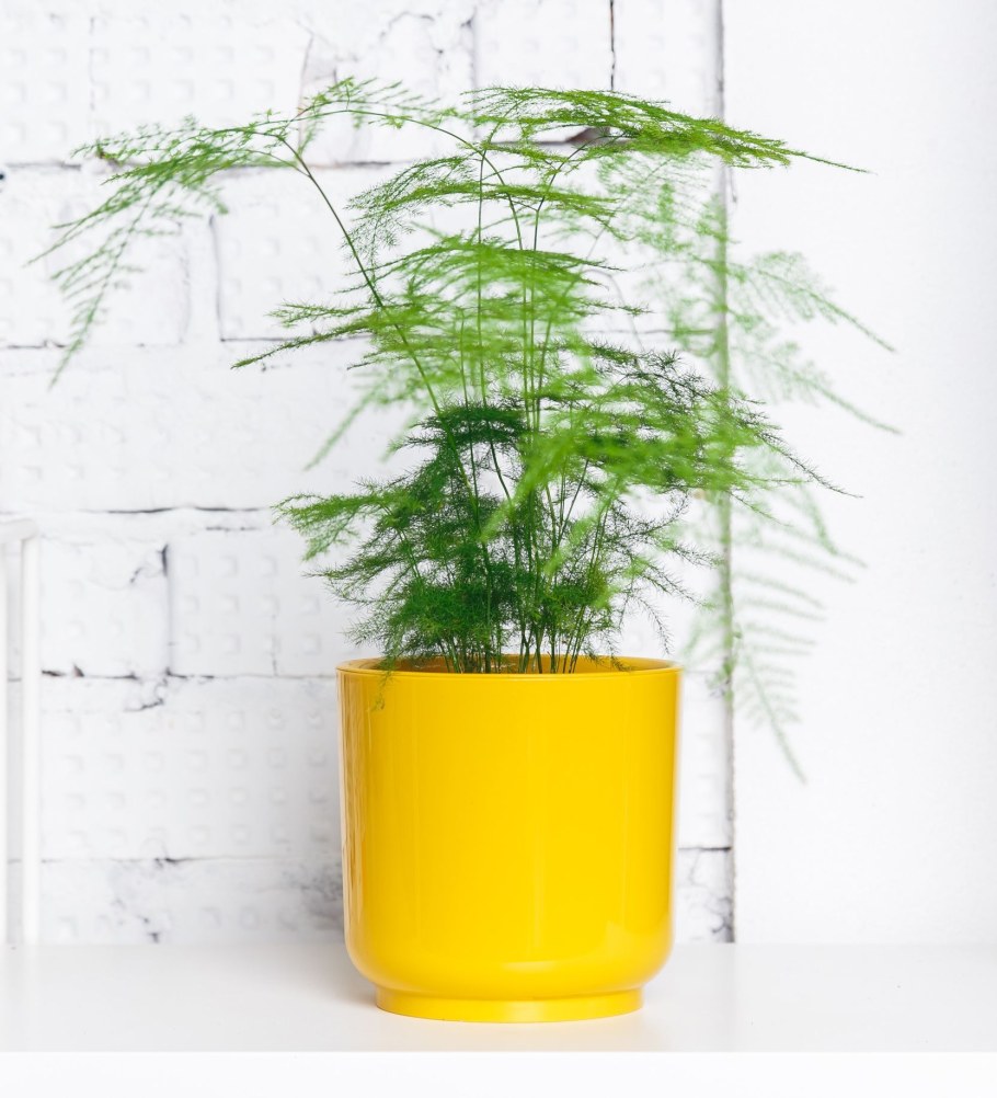 Аспарагус крашеный