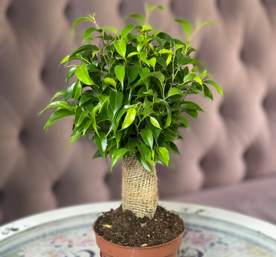 Фикус Бенджамина в джуте