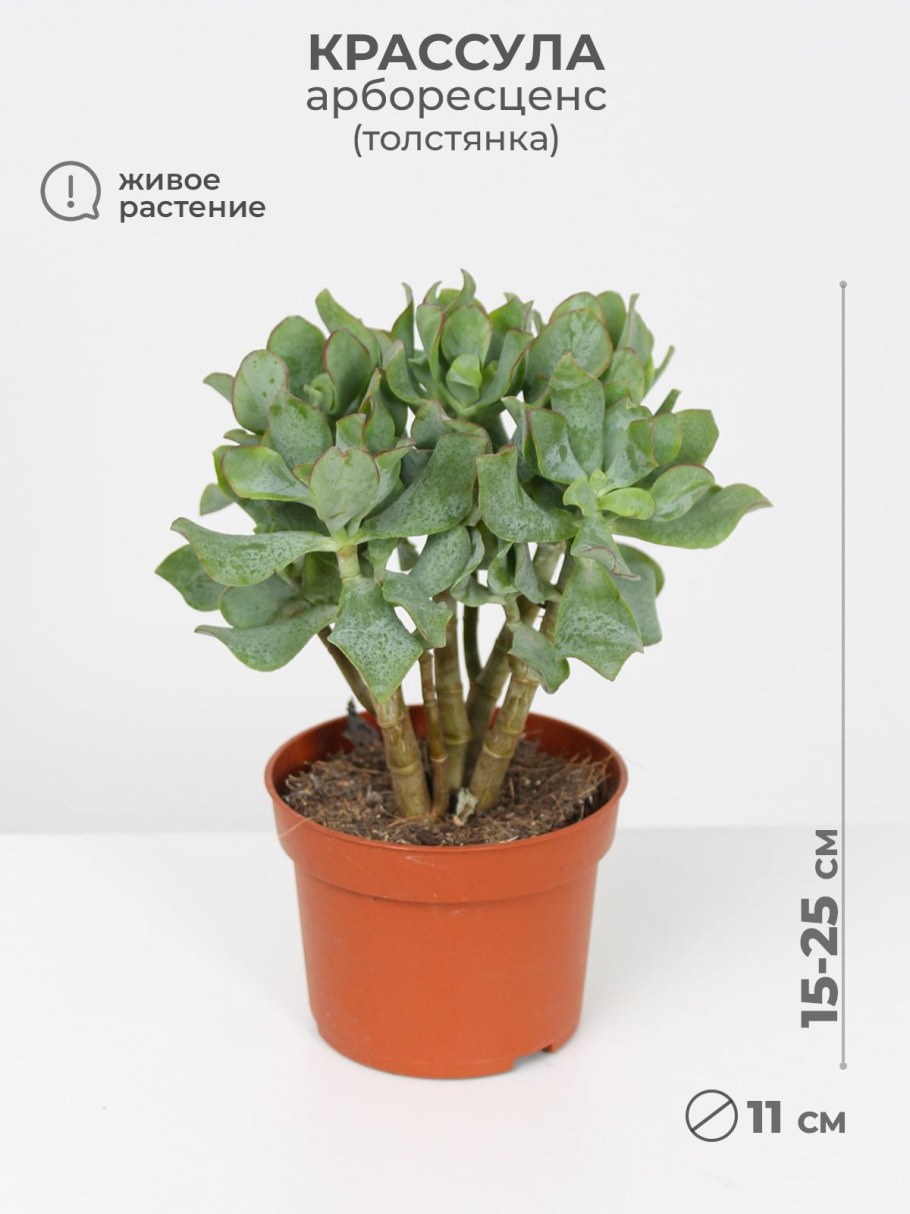 Crassula Kagetsu купить