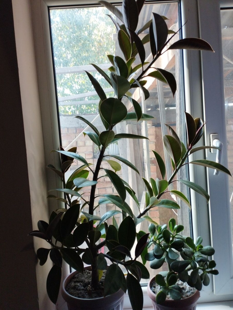 Фикус бокальчатоприлистниковый (Ficus cyathistipula). Циатистипула.