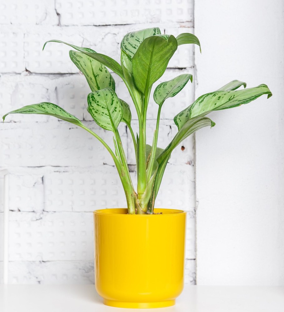 Стрелиция Николая