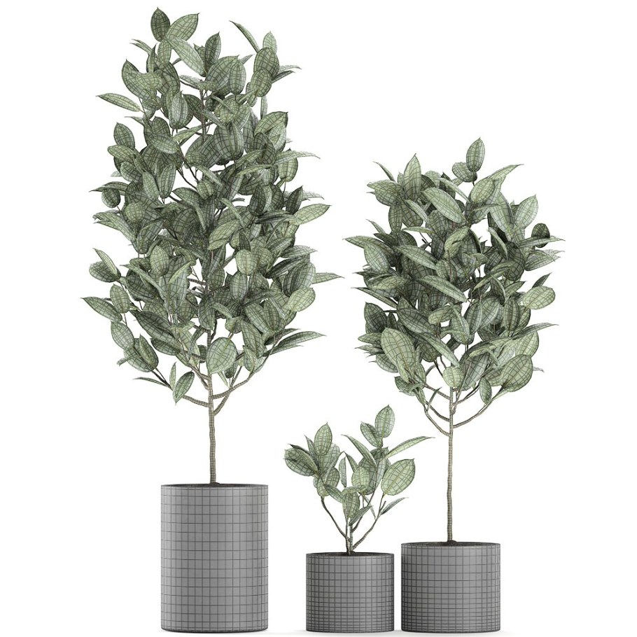 Фикус Абиджан дерево