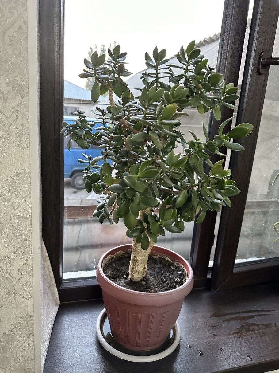 Толстянка приметы