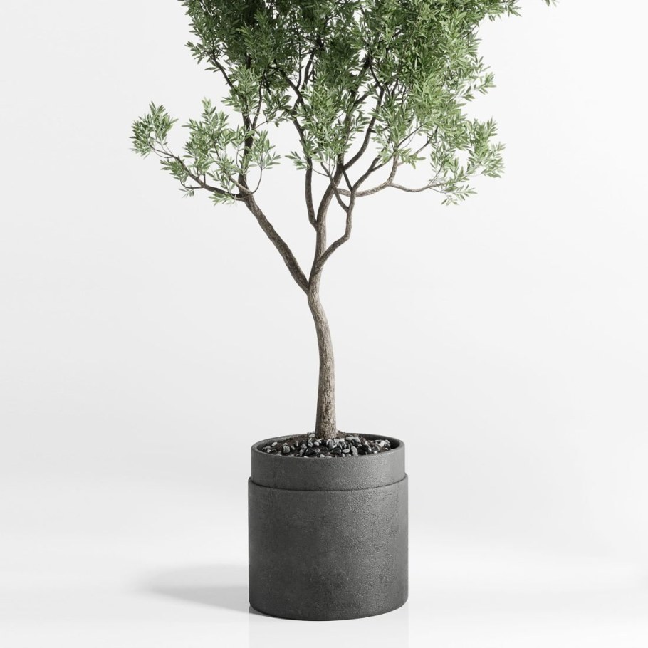 Дерево евро растение