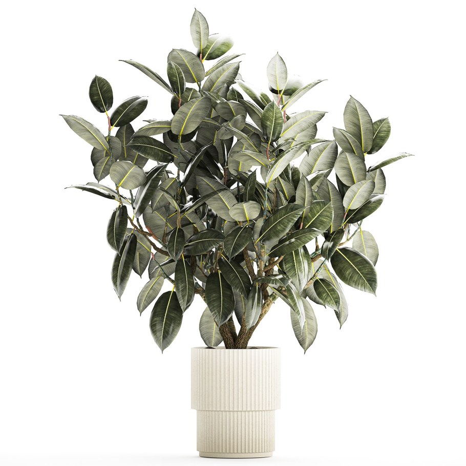 Фикус для фотошопа