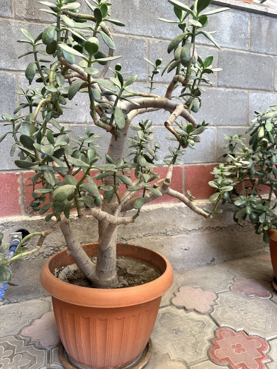 Фикус толстянка