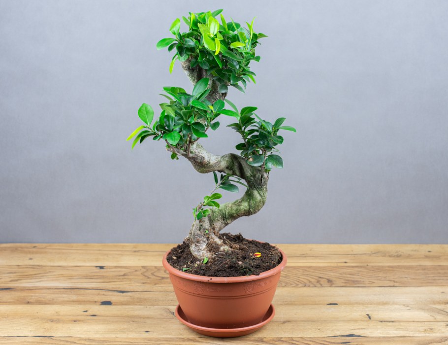 Фикус Гинсенг