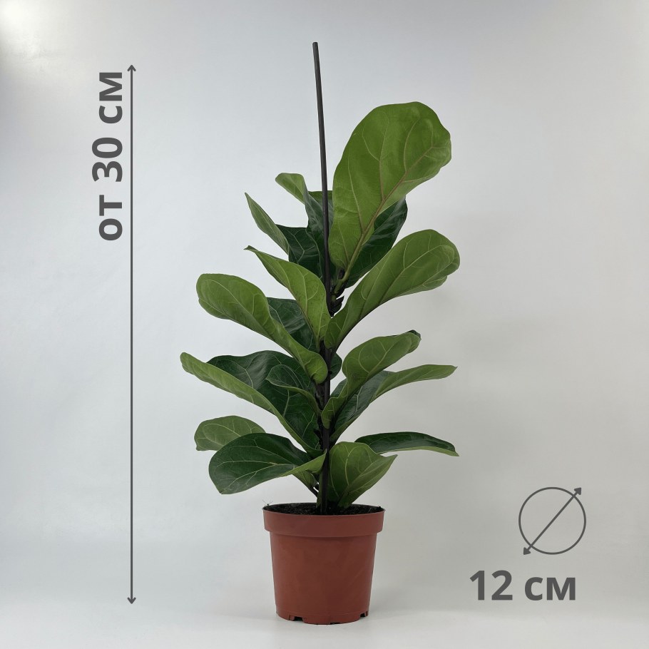 Лирата Бамбино