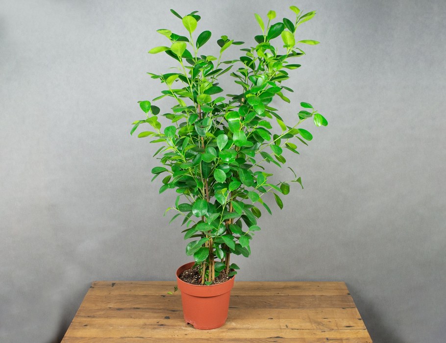 Фикус Мокламе фото