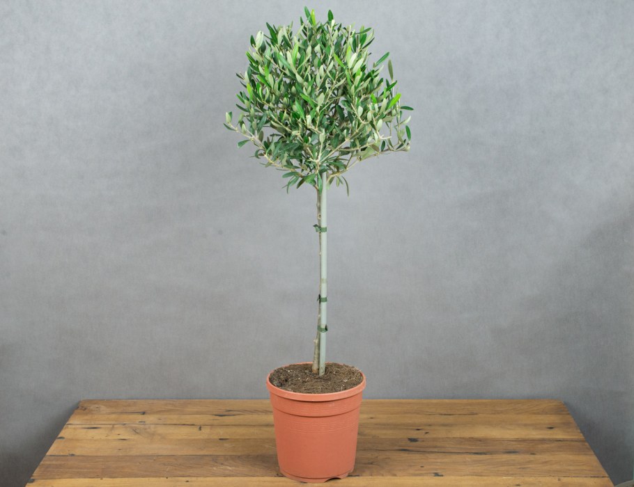 Олива европейская сорт "little Ollie