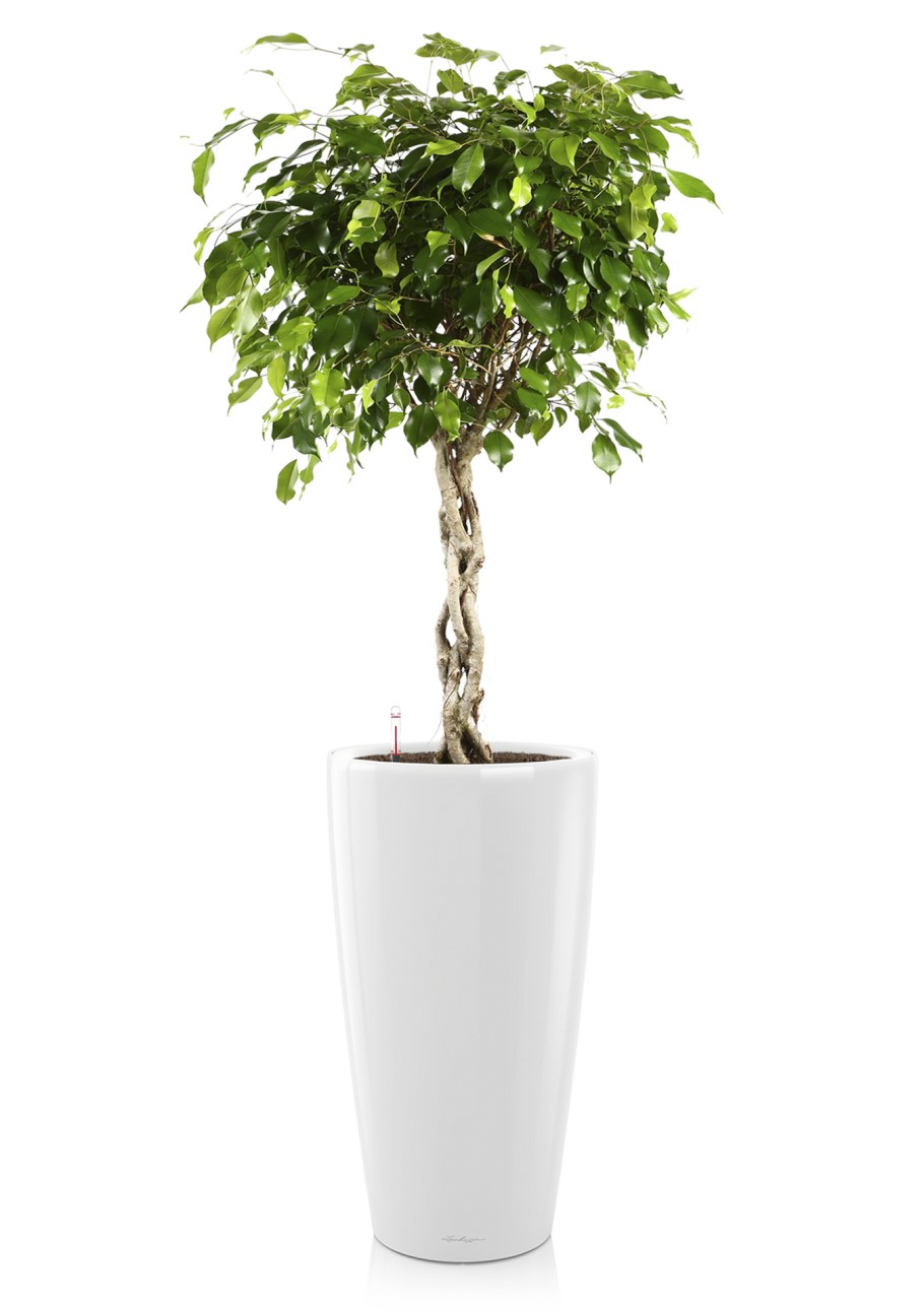 Фикус Бенджамина экзотика цилиндр в интерьере