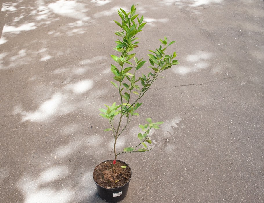 Горшок с апельсином иллюзионист