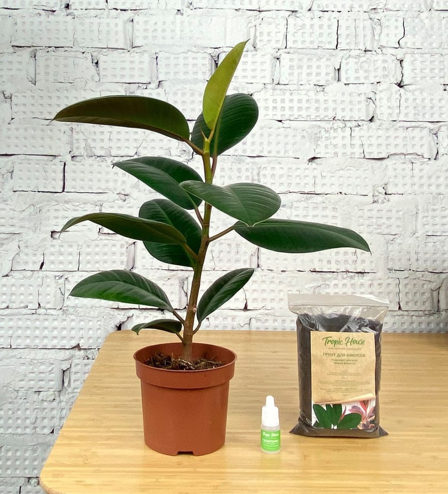 Фикус каучуконосный эластика Робуста