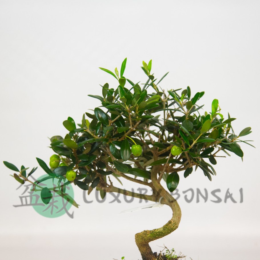 Маслина бонсай