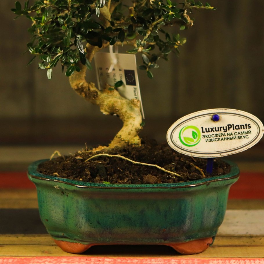 Гном Шеффлера бонсай