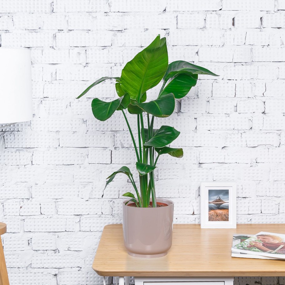 Алоказия зебрина