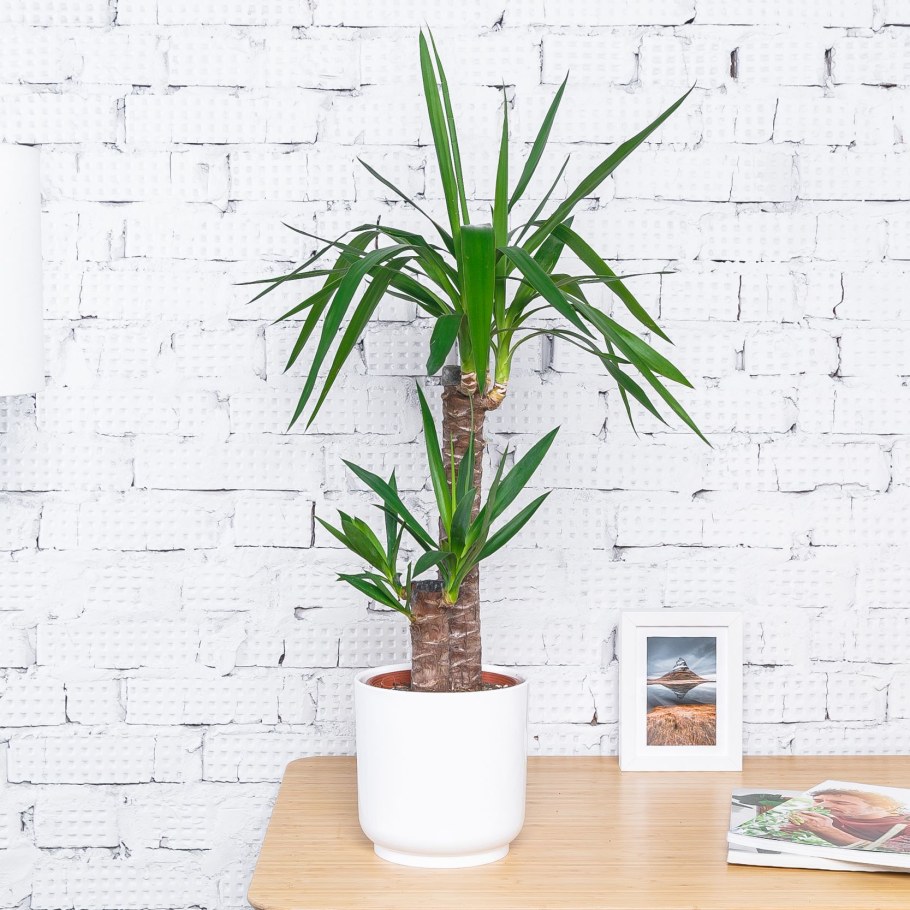 Юкка комнатное растение уход