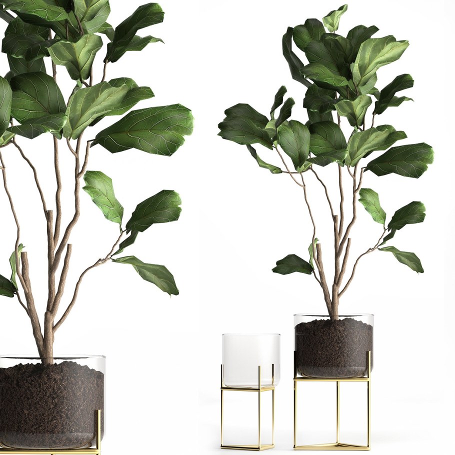 Ficus lyrata Plants Wallpapers