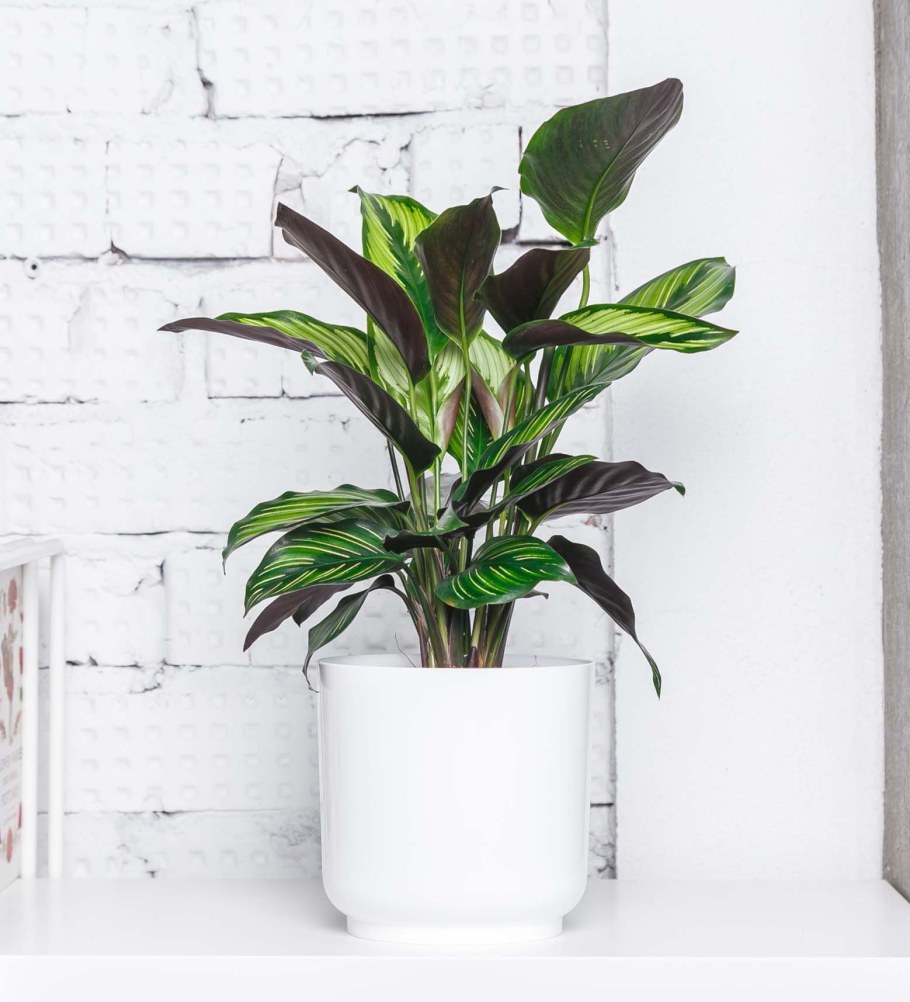 Аглаонема Сильвер Бэй