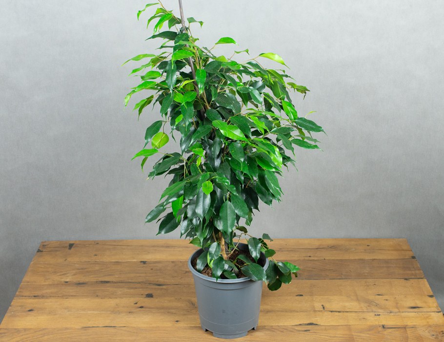 Фикус Бенджамина зеленый