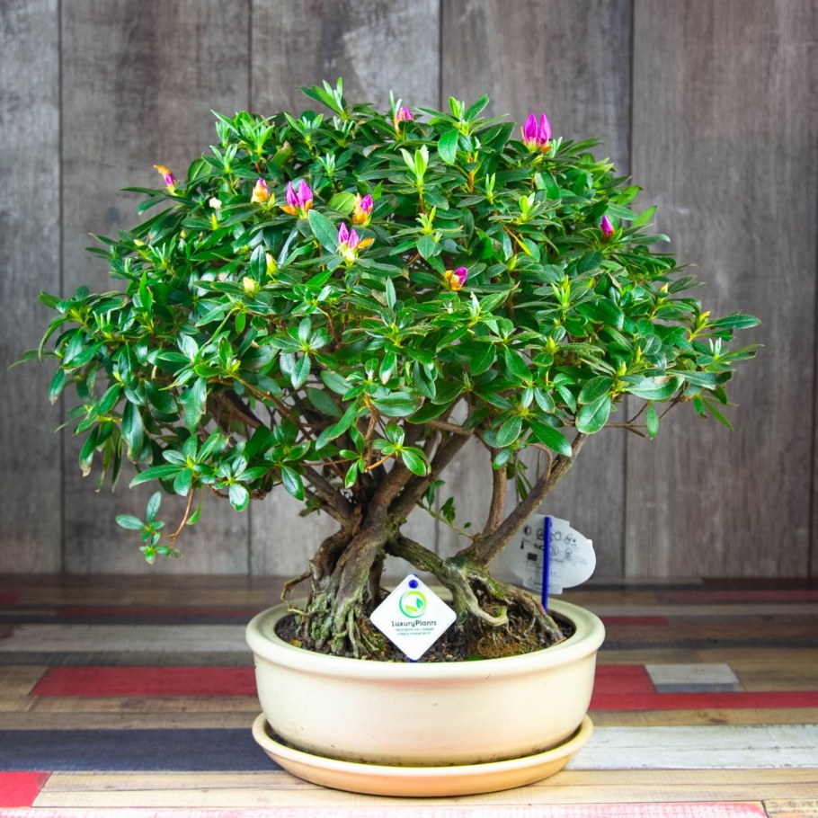 Бонсай Азалия
