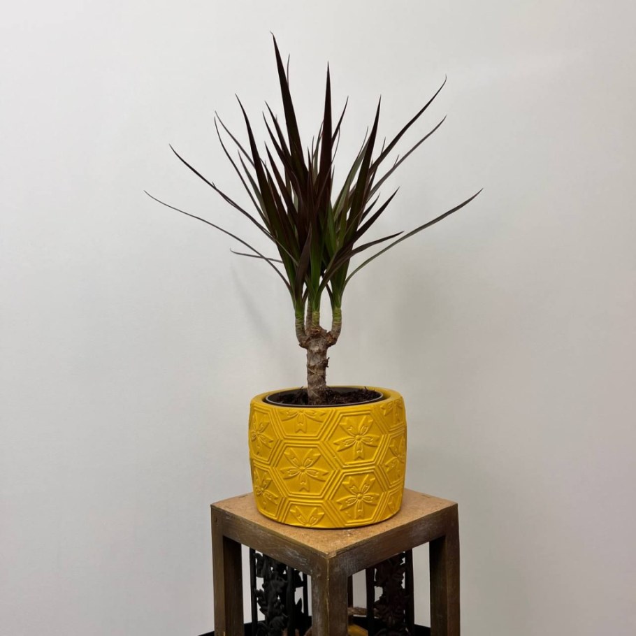 Кашпо для драцены