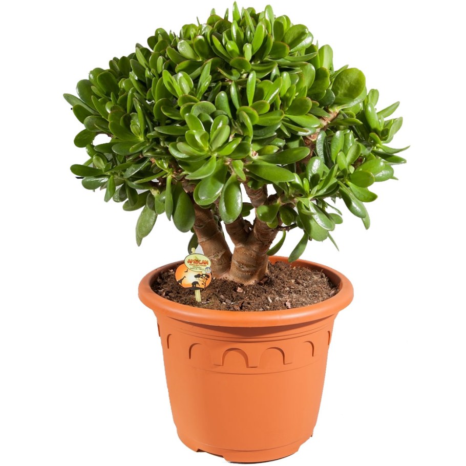 Крассула толстянка Овата