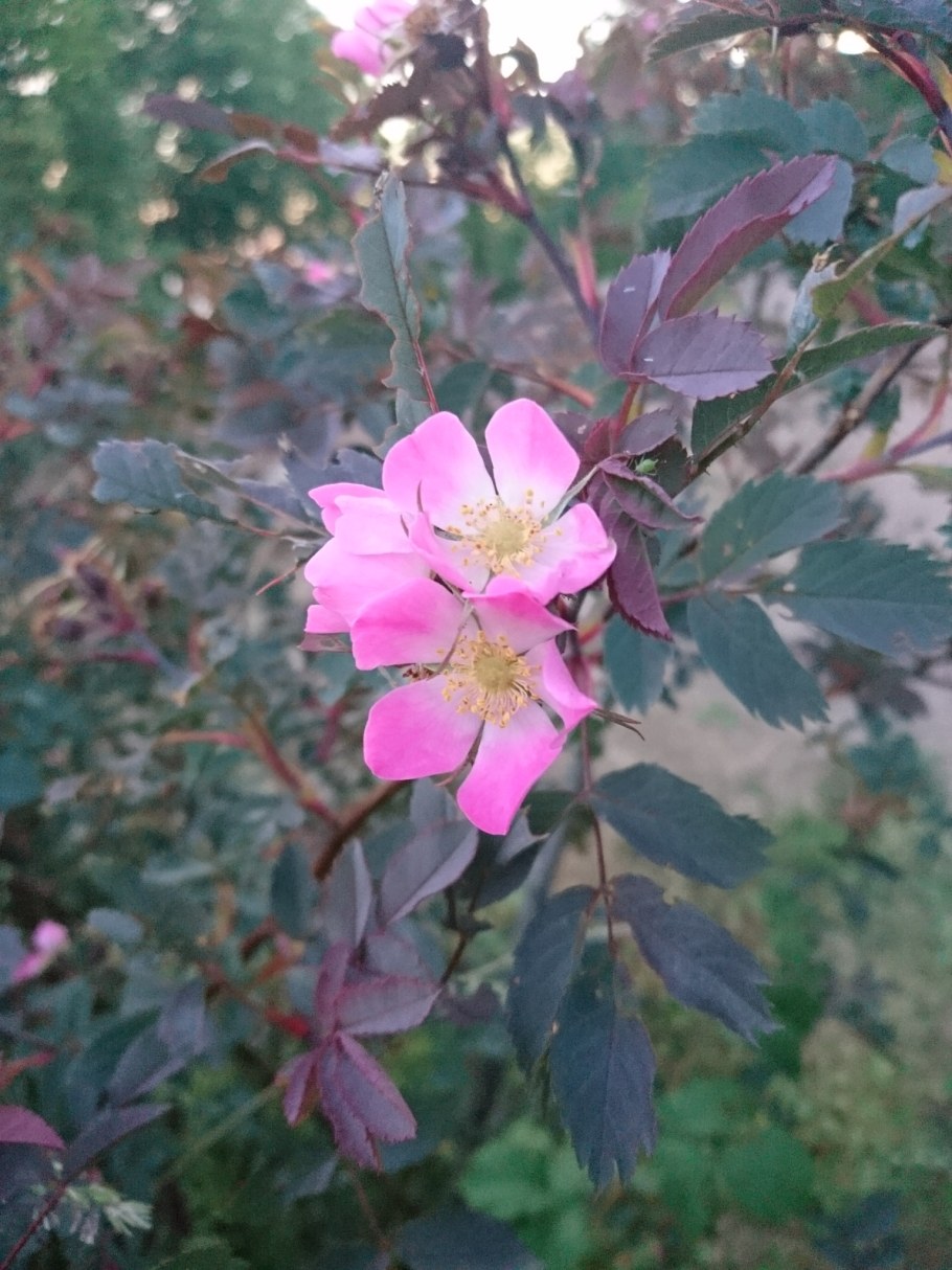 Роза сизая Глаука