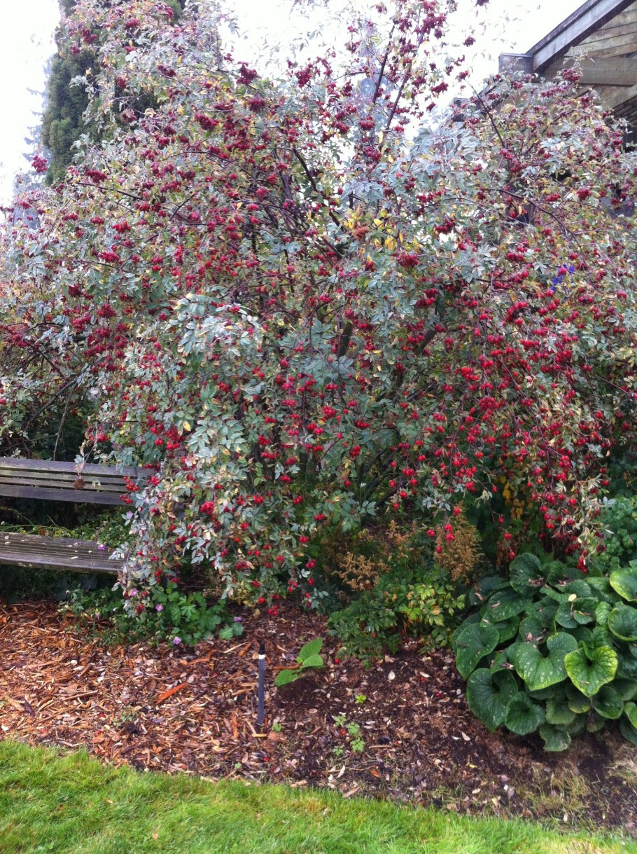 Шиповник (роза) сизый