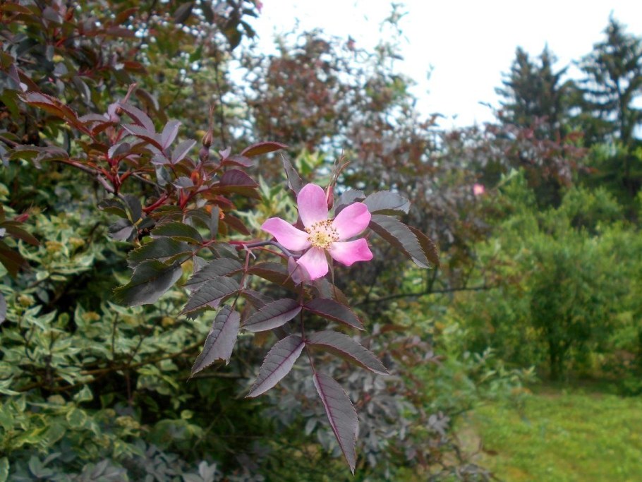 Роза сизая Rosa glauca