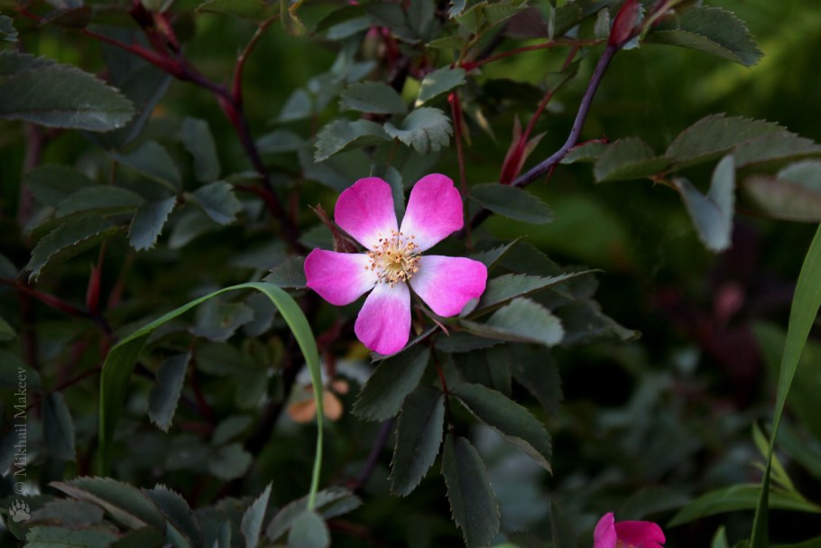 Роза сизая, Rosa glauca (шиповник)