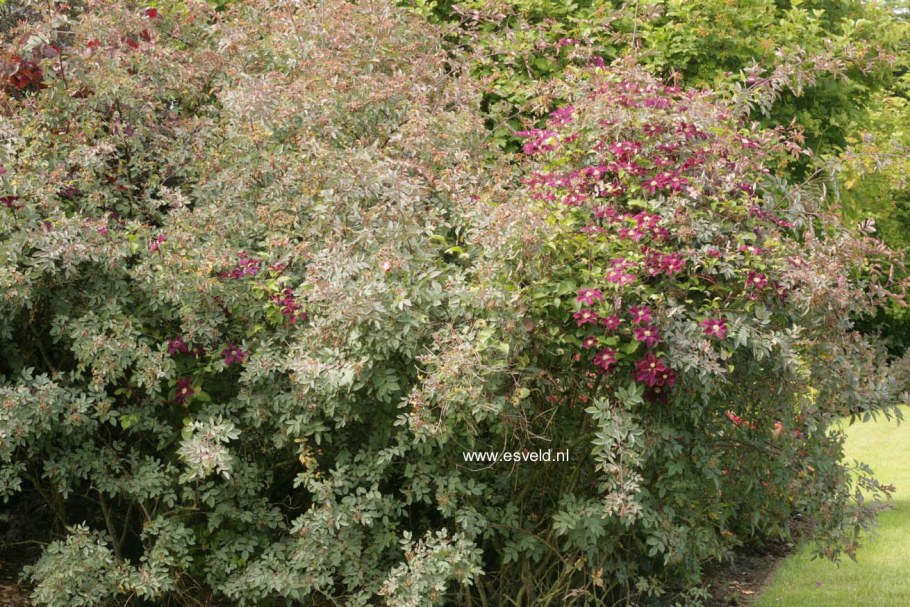 Роза сизая Глаука