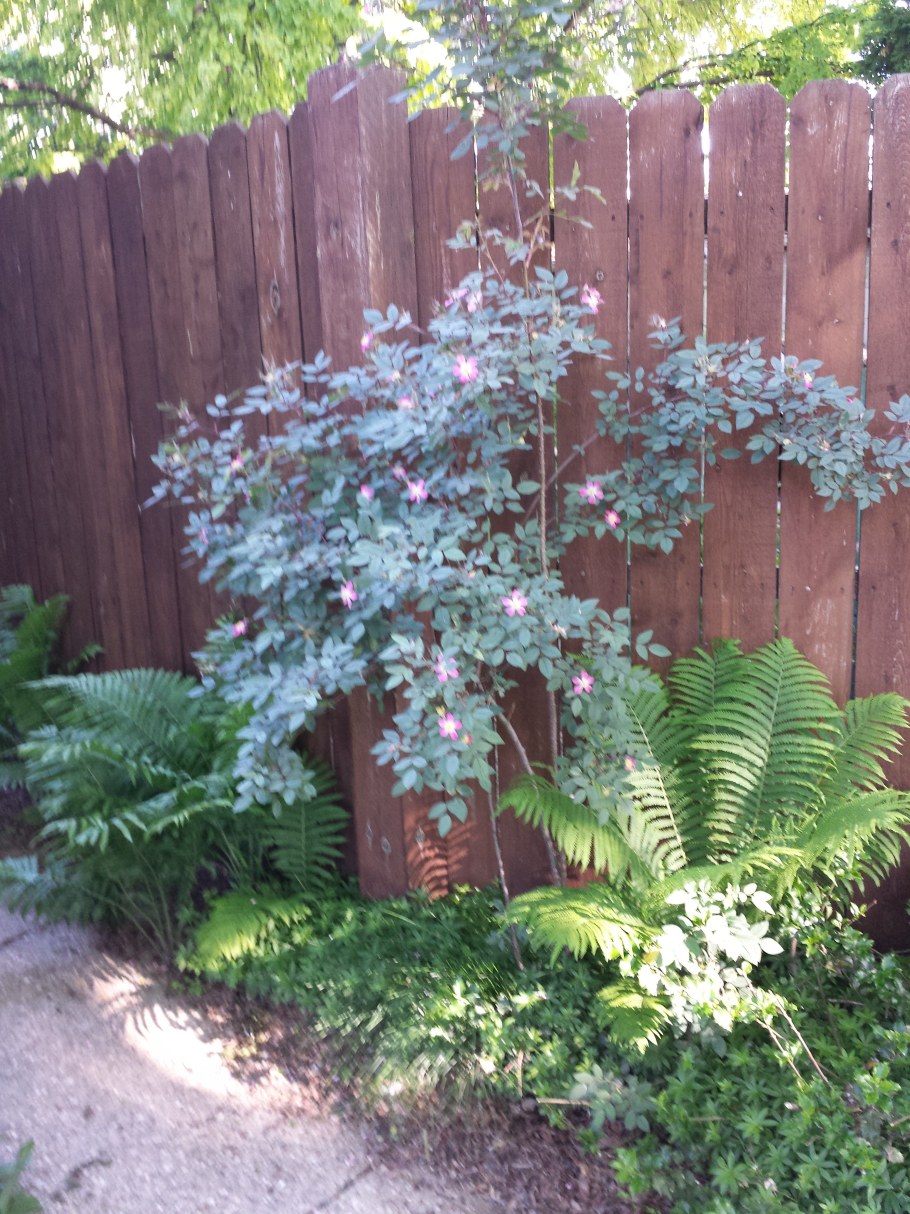 Шиповник сизый