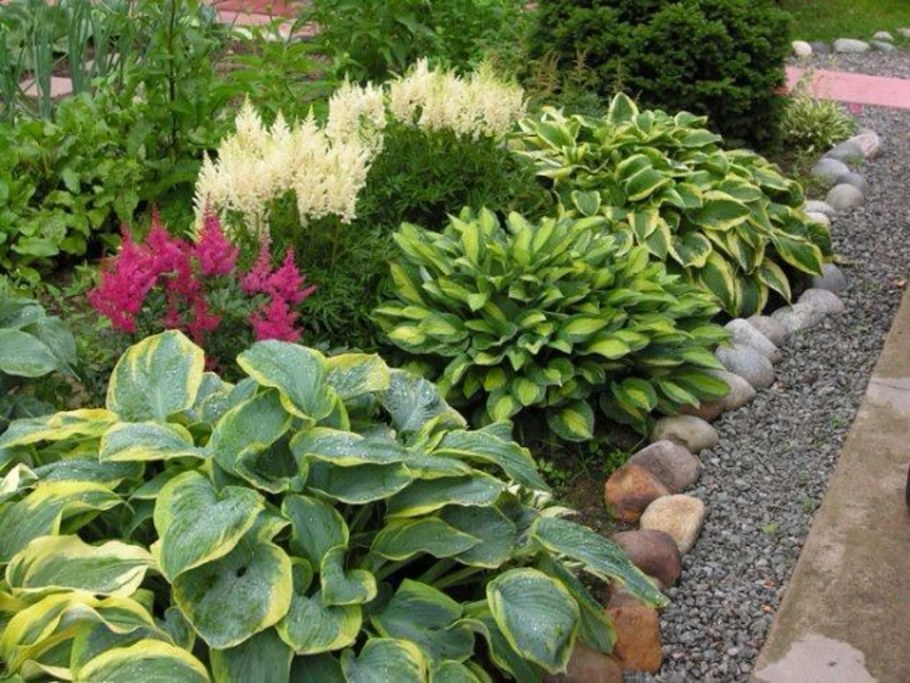 Клумба Хоста и астильба и пионы