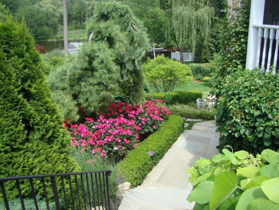 Роза туя самшит