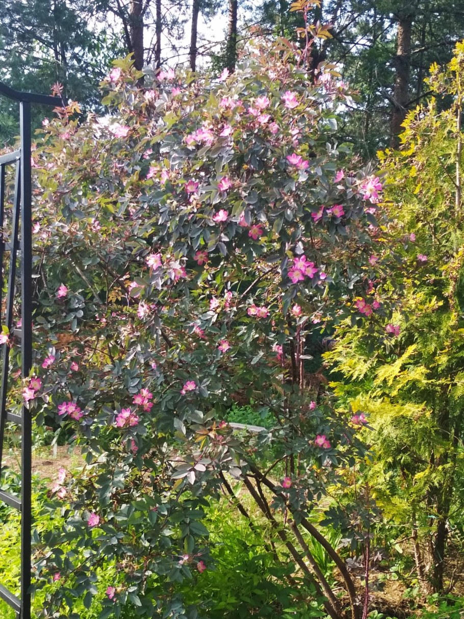 Роза морщинистая сизая