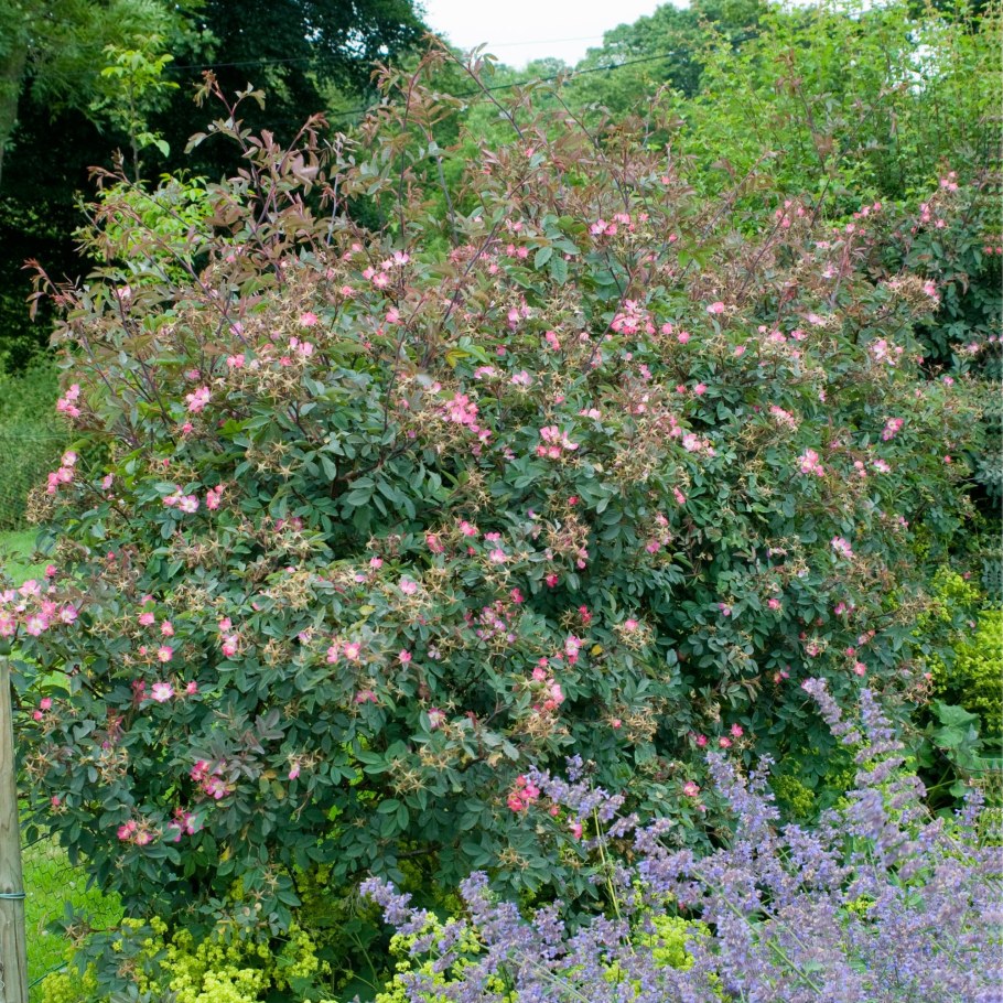 Роза сизая Живая изгородь