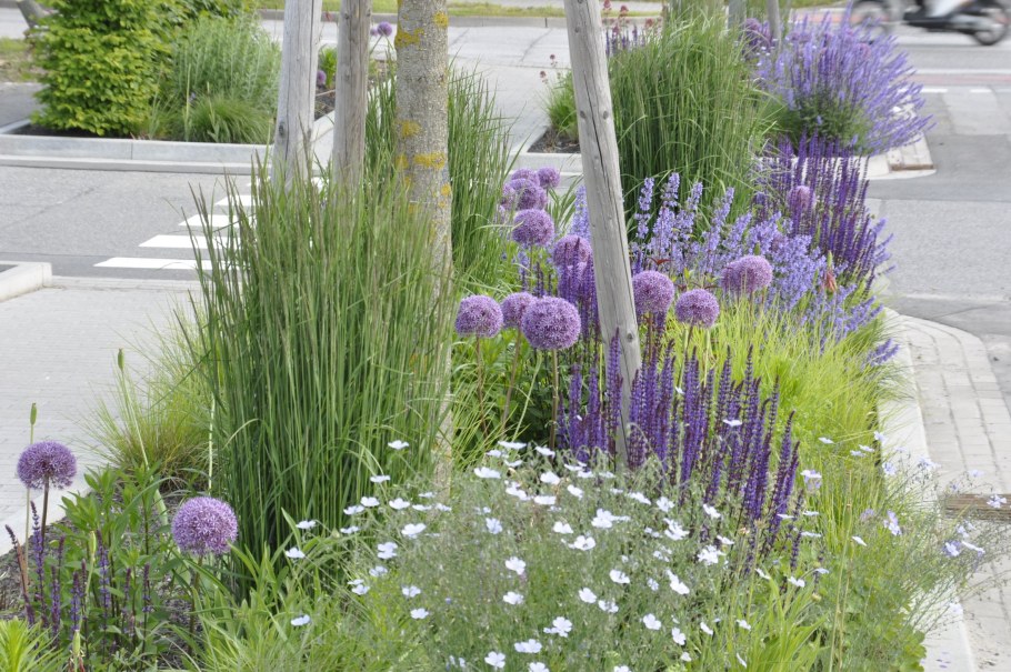 Лаванда котовник шалфей