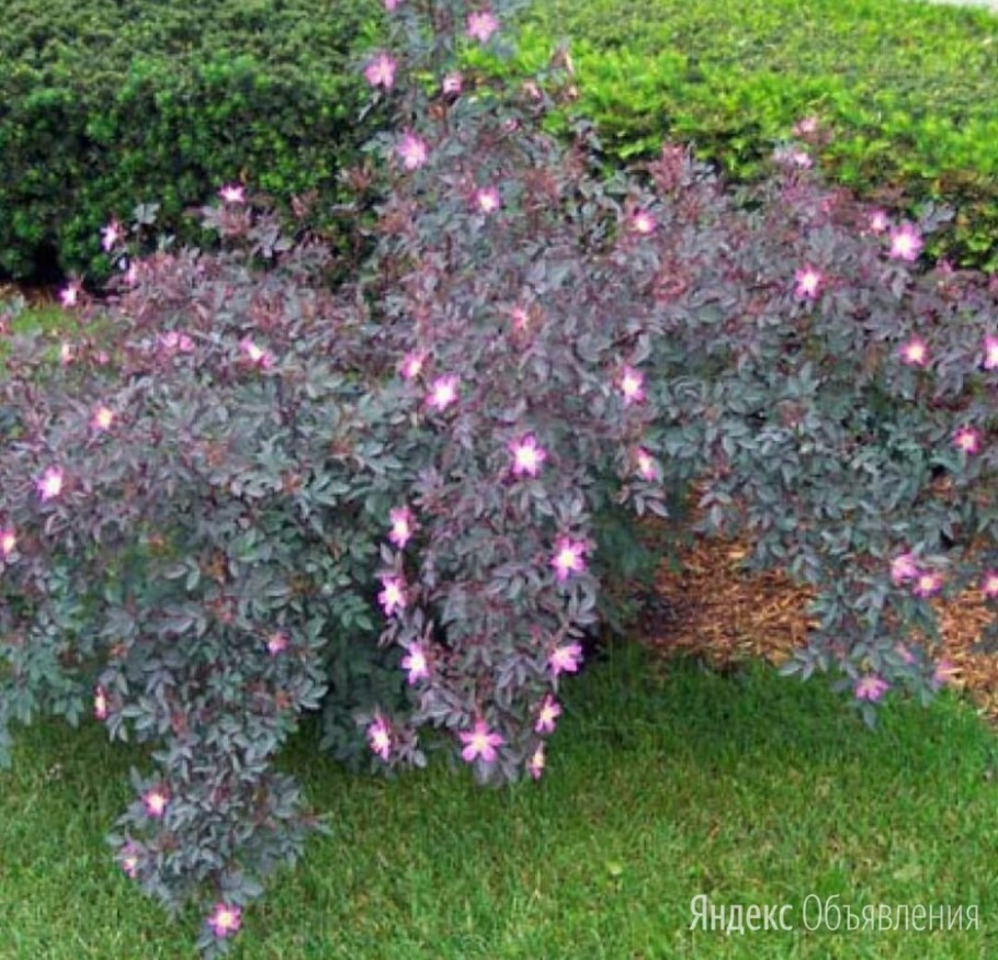 Роза сизая Глаука