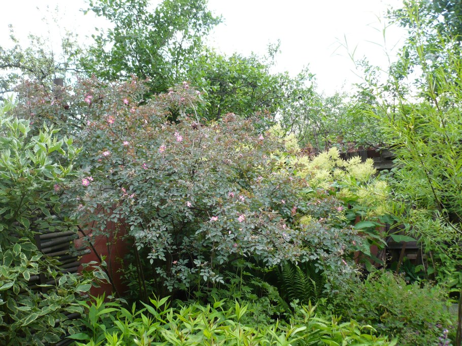 Роза сизая, Rosa glauca (шиповник)