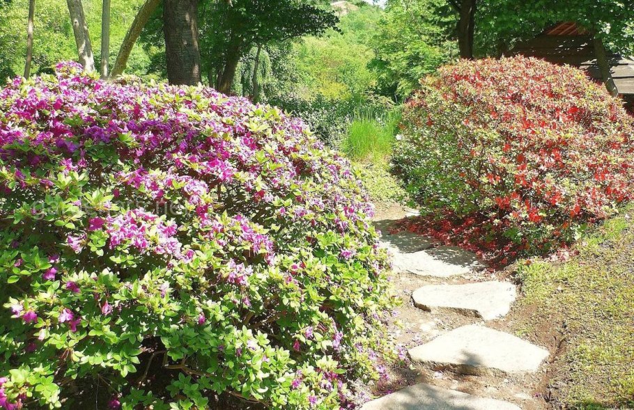 Роза сизая в ландшафтном дизайне фото