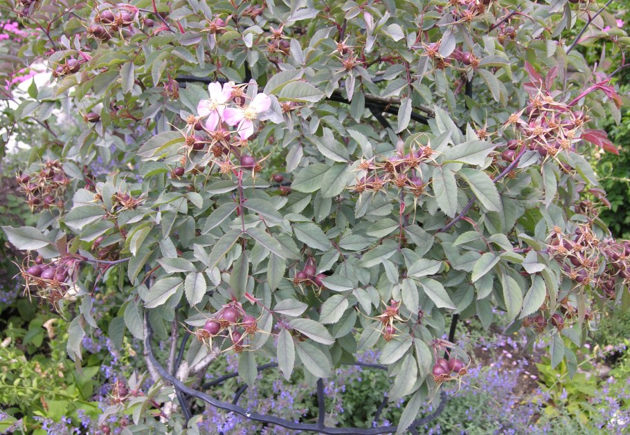 Роза сизая Глаука стрижка